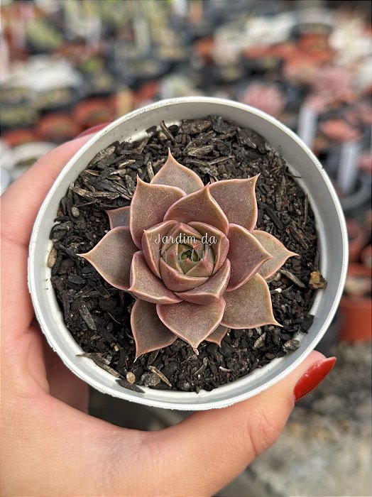 Echeveria imperial (importada)