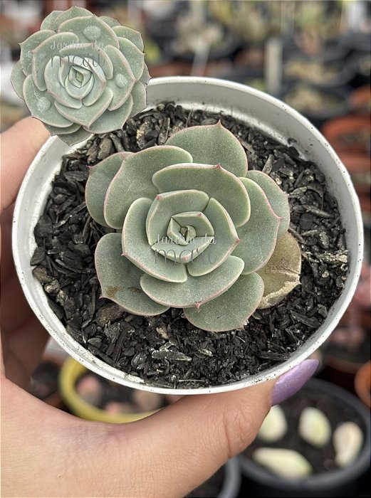 Echeveria enriquetha (importada carunculas)