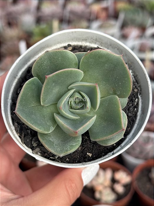 Echeveria enriquetha (importada carunculas)