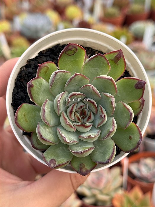 Echeveria pulidonis ‘christmas bumps’ (importada carunculas)