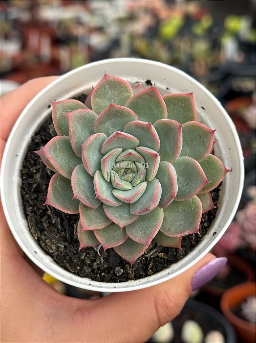 Echeveria virid flare