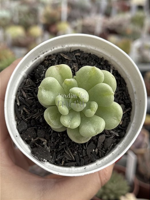 Echeveria bill gates (importada)