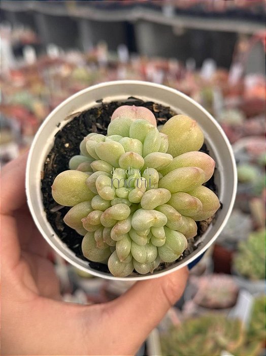 Echeveria bill gates (importada)