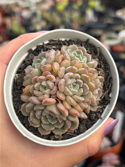 Echeveria cute bubble