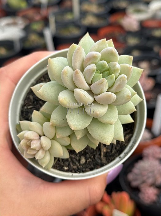 xSedeveria lilac mist
