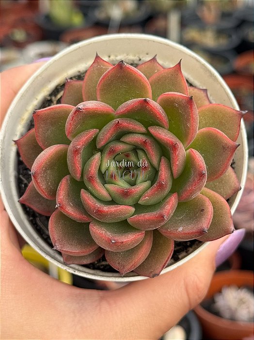 Echeveria dusk twilight