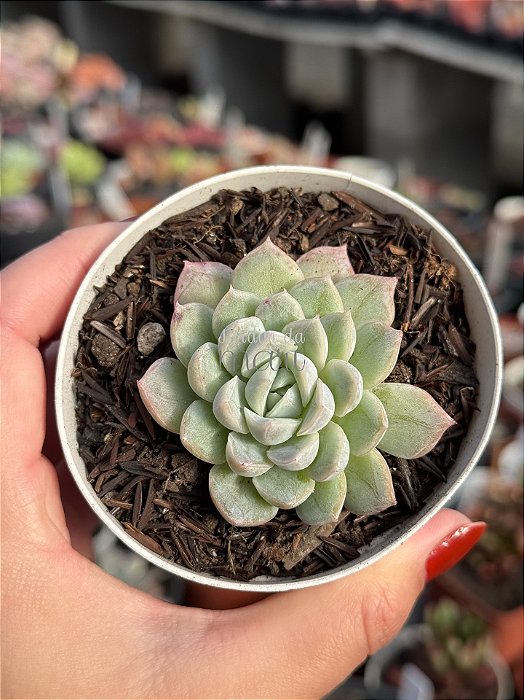 Echeveria mexican snowball