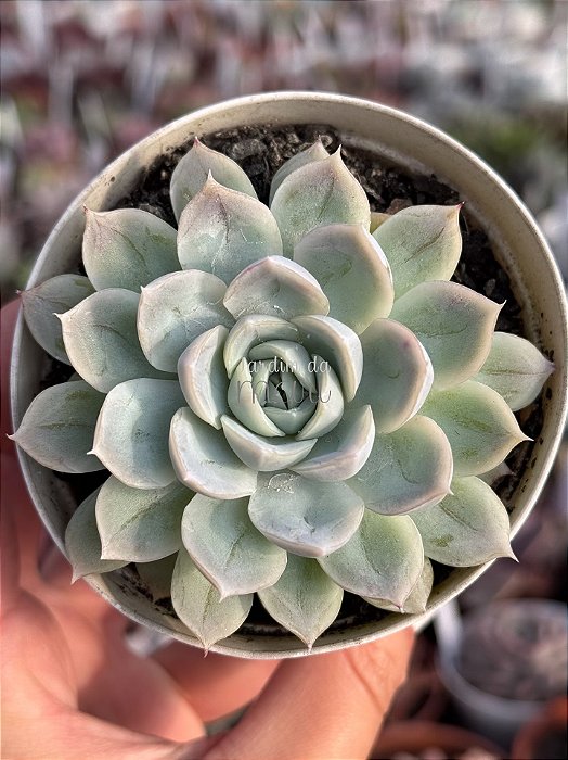 Echeveria mexican snowball