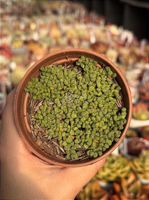 Neohenricia sibbettii