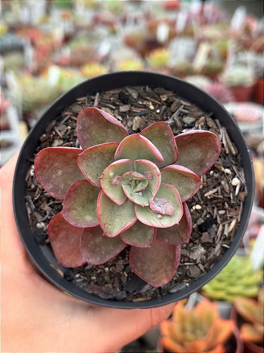 Echeveria baron bold