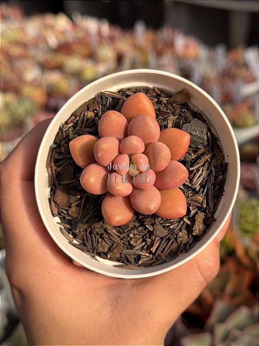 Graptopetalum amethystinum red