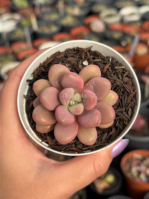 Graptopetalum amethystinum red