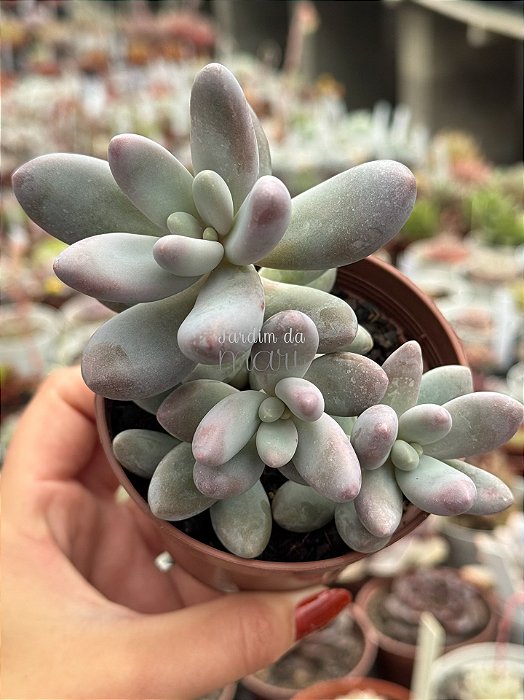 Pachyphytum rzedowskii