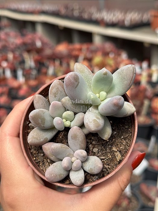 Pachyphyphytum rzedowskii