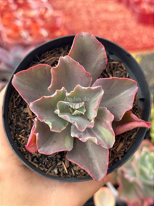 Echeveria fury variegata