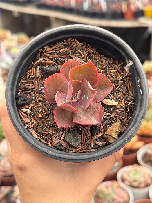 Echeveria fury variegata