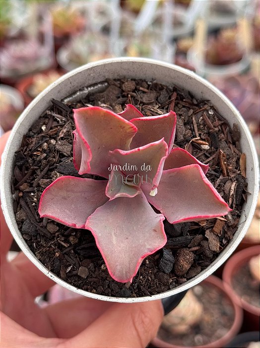 Echeveria fury variegata