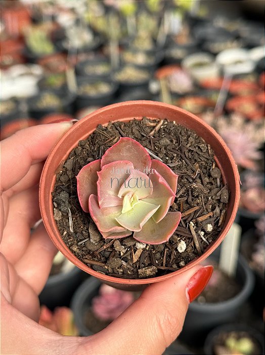 Echeveria fury variegata