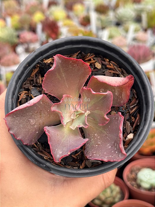 Echeveria fury variegata