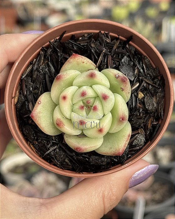 Echeveria agavoides 040