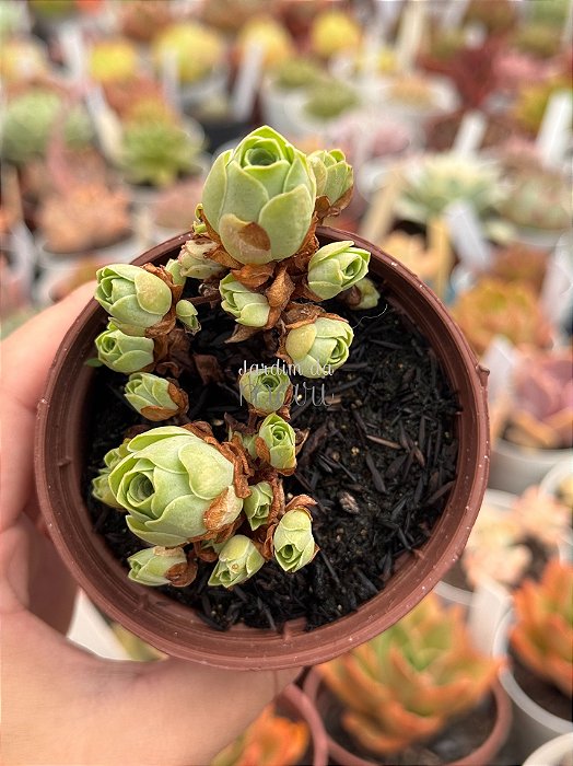 Aeonium greenovia dodrentalis (colônia)