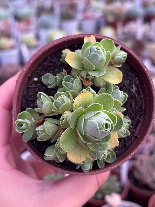 Aeonium greenovia dodrentalis (colônia)