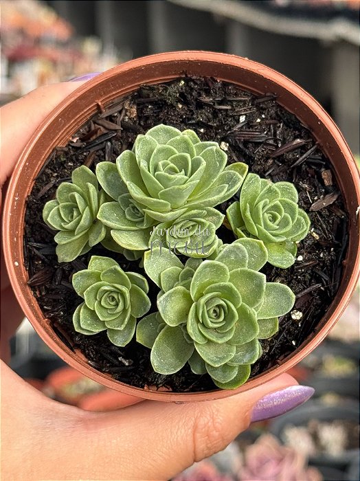 Aeonium greenovia dodrentalis (colônia)