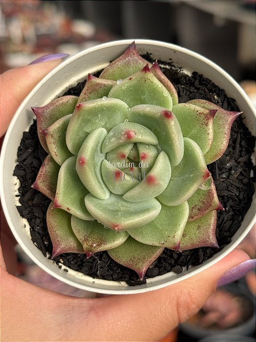 Echeveria mercury