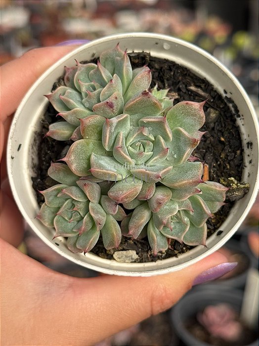 Echeveria halbingerii san Joaquim