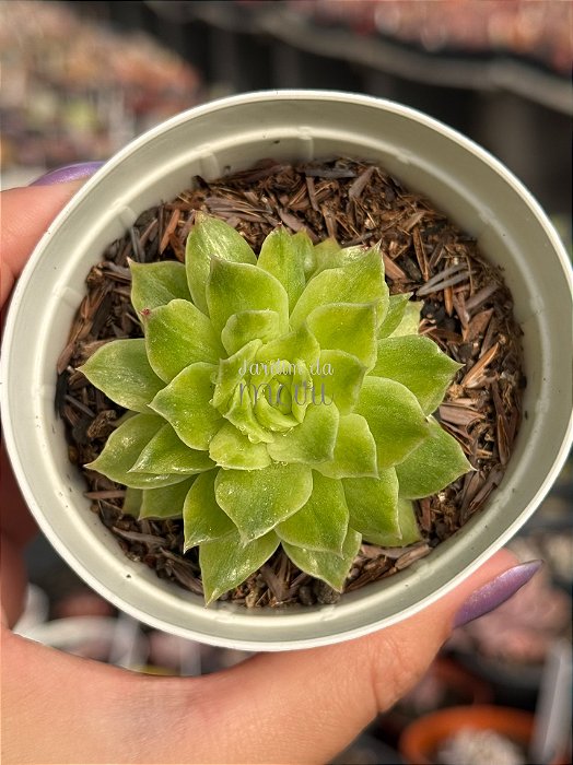 Echeveria flat variegata