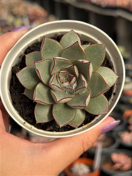 Echeveria ace of hearts (importada)