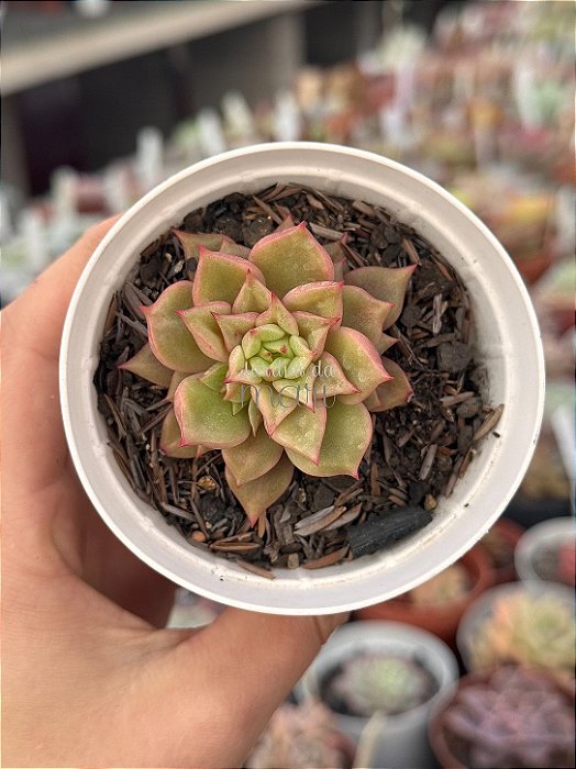 Echeveria tesla