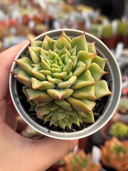Echeveria tesla (colônia)