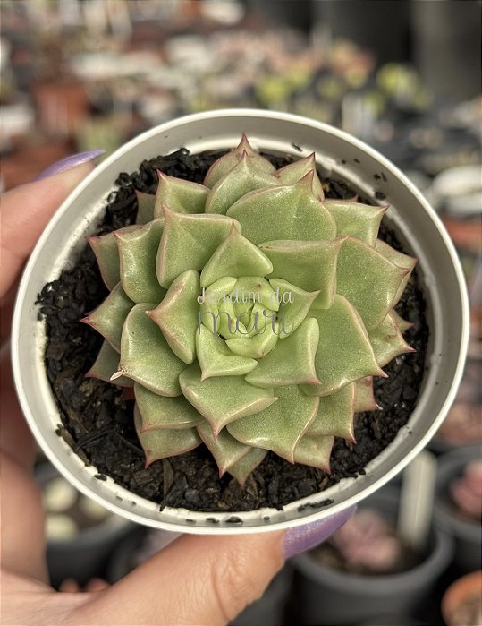 Echeveria tesla
