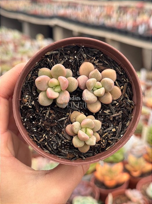 Echeveria polaris heart