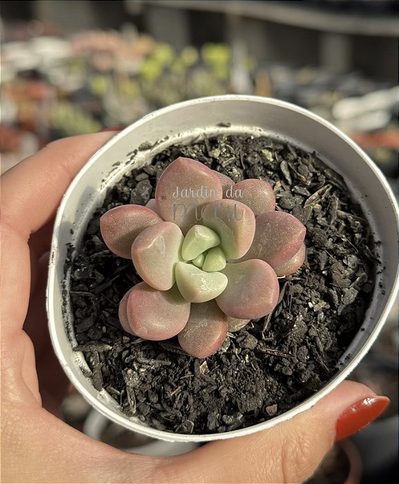 Echeveria polaris heart