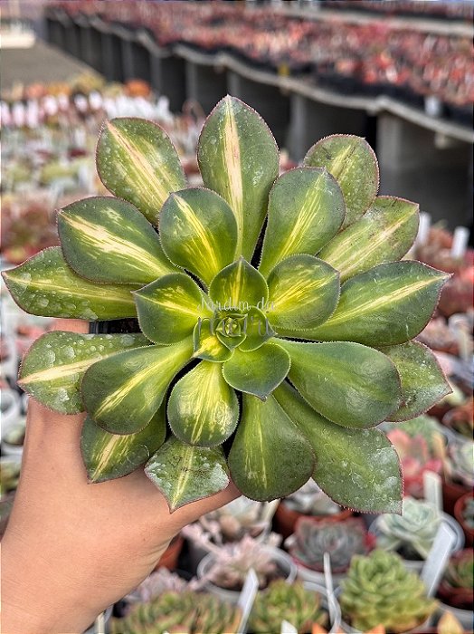 Aeonium lemon lime