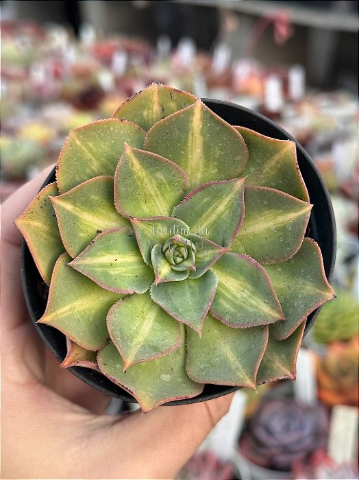 Aeonium lemon lime