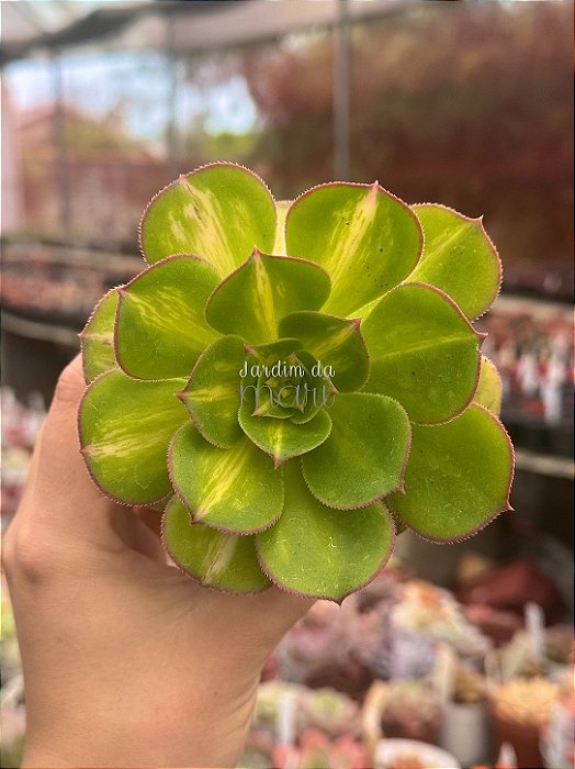 Aeonium lemon lime