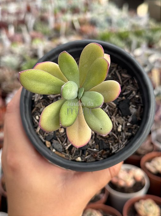Senecio galpinii caudex