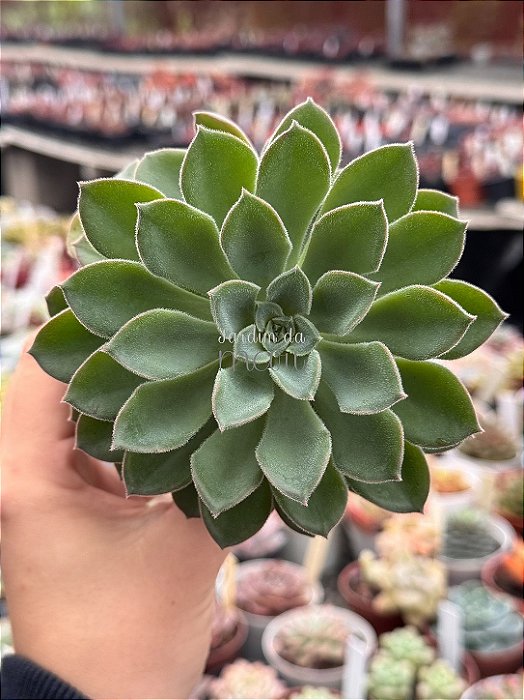 Echeveria Paula híbrida