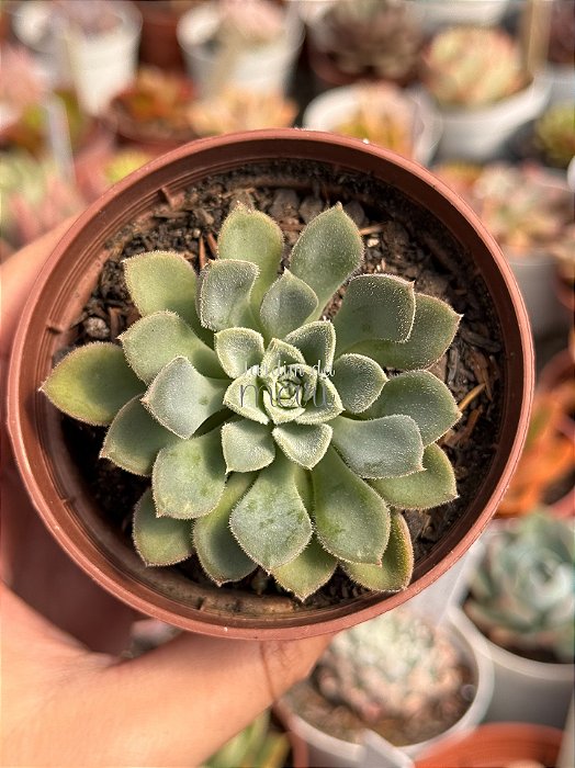 Echeveria Paula híbrida