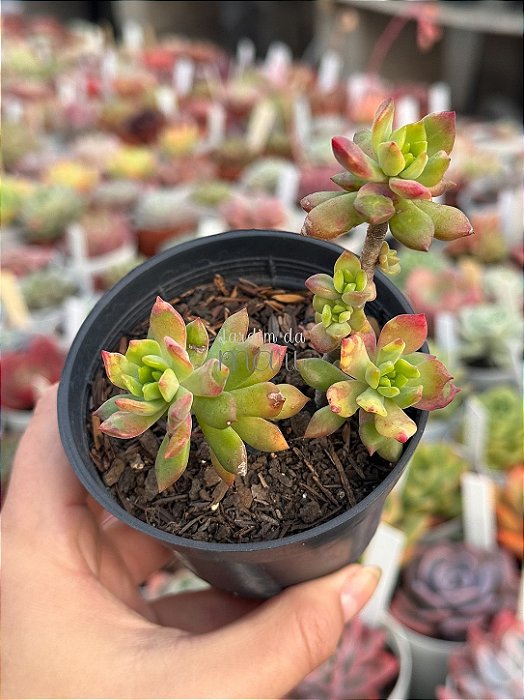 Sedum cuspidatum