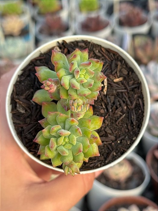 Sedum cuspidatum