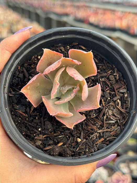 Echeveria muriel