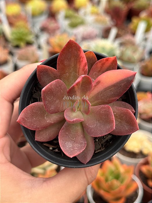 Echeveria hainakada variegata