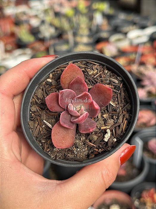 Echeveria hainakada variegata 03