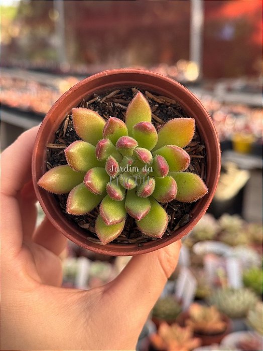 Echeveria frida kahlo