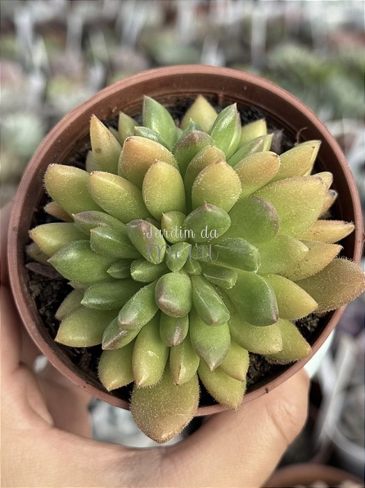 Echeveria frida kahlo