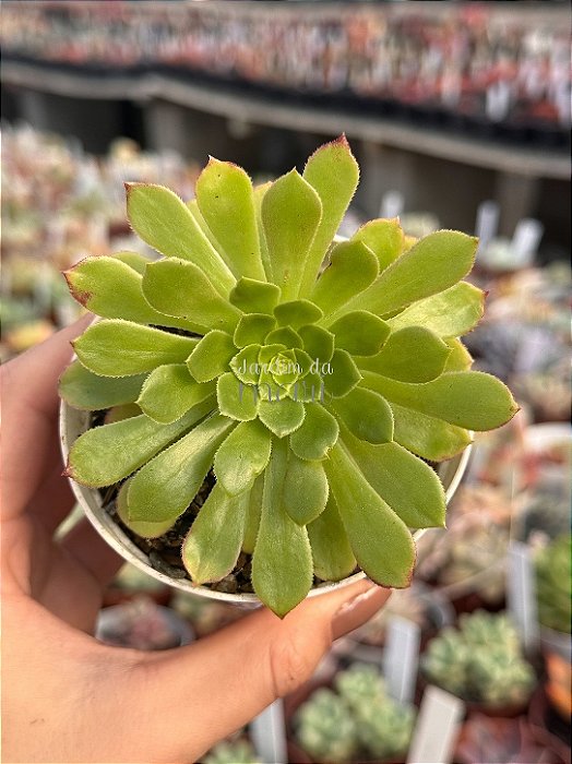 Aeonium fiesta reverso
